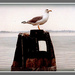 Gull on Display by vernabeth