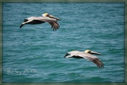 14th Mar 2013 - more pelicans