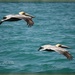 more pelicans by mjmaven