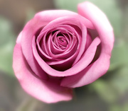 15th Mar 2013 - Pink Rose