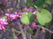 7th Mar 2013 - Tree in Blossom: Leaf to Help ID