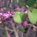 Tree in Blossom: Leaf to Help ID by pasadenarose