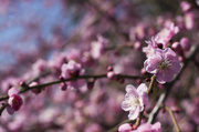 4th Mar 2013 - Plum blossoms