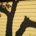 Tree shadow by marguerita
