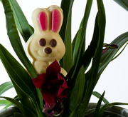 16th Mar 2013 - 16th March - Oh no not Bunnies in my new Orchid!!