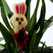 16th March - Oh no not Bunnies in my new Orchid!! by pamknowler