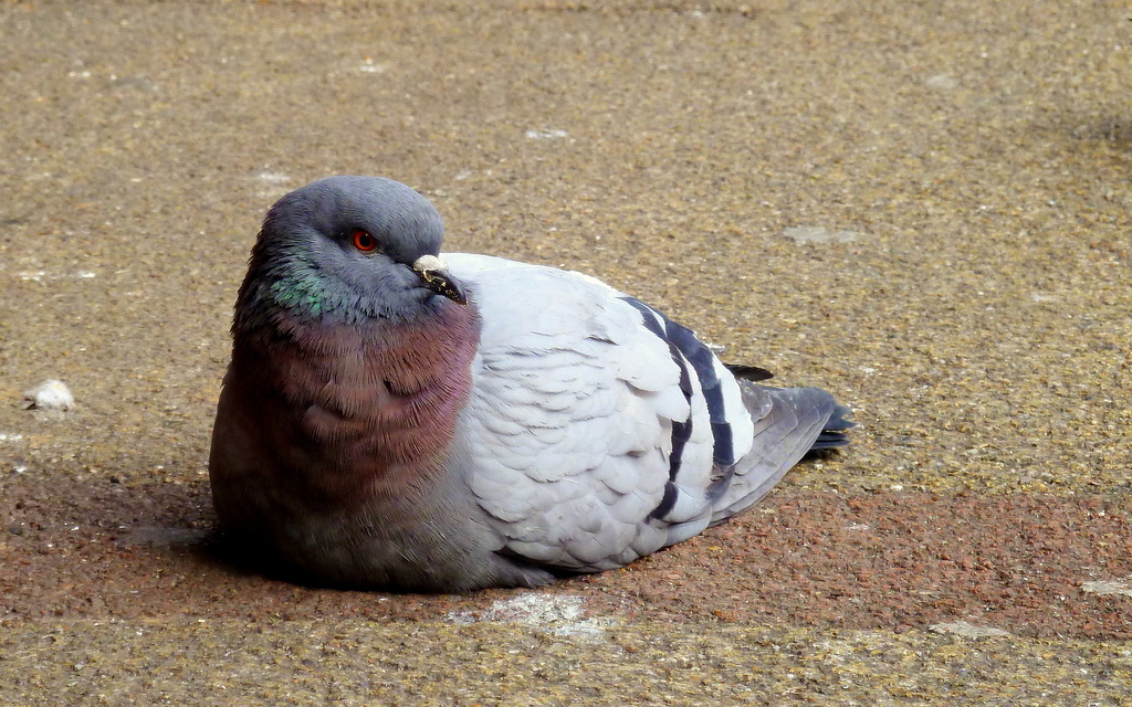 Sitting pigeon by boxplayer