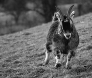 15th Mar 2013 - galloping goat