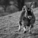 galloping goat by jantan