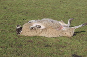 10th Mar 2013 - Looking sheepish