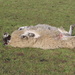 Looking sheepish by shepherdman