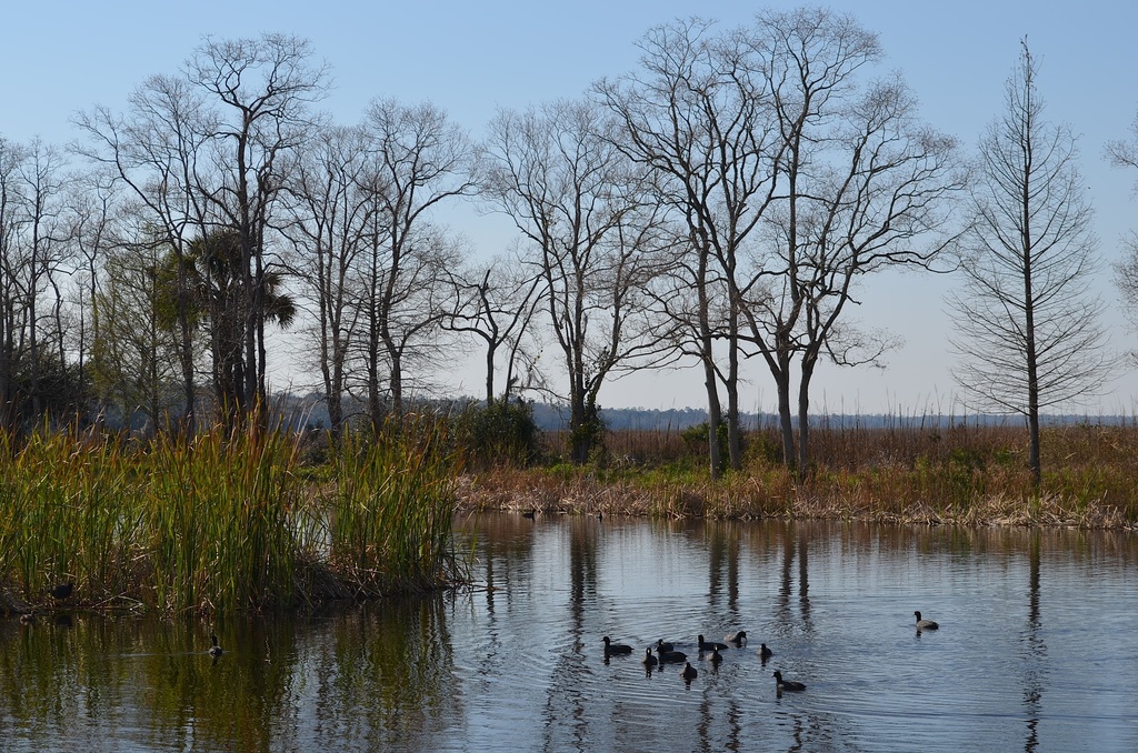 Wetlands and waterfowl near the Ashley River, Magnolia Gardens, Charleston, SC by congaree