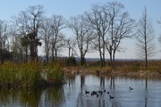14th Mar 2013 - Wetlands and waterfowl near the Ashley River, Magnolia Gardens, Charleston, SC