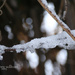 070_2013 freeze warning by pennyrae