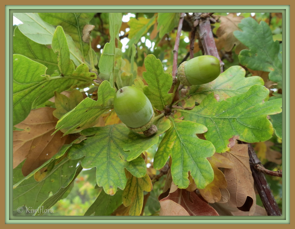 Quercus robur by kiwiflora