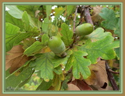 17th Mar 2013 - Quercus robur