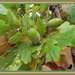 Quercus robur by kiwiflora