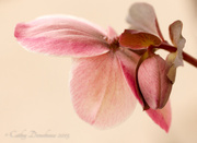 16th Mar 2013 - Lenten Rose