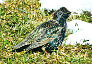 13th Mar 2013 - speckled bird - spring is coming