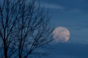 16th Mar 2013 - moonflight