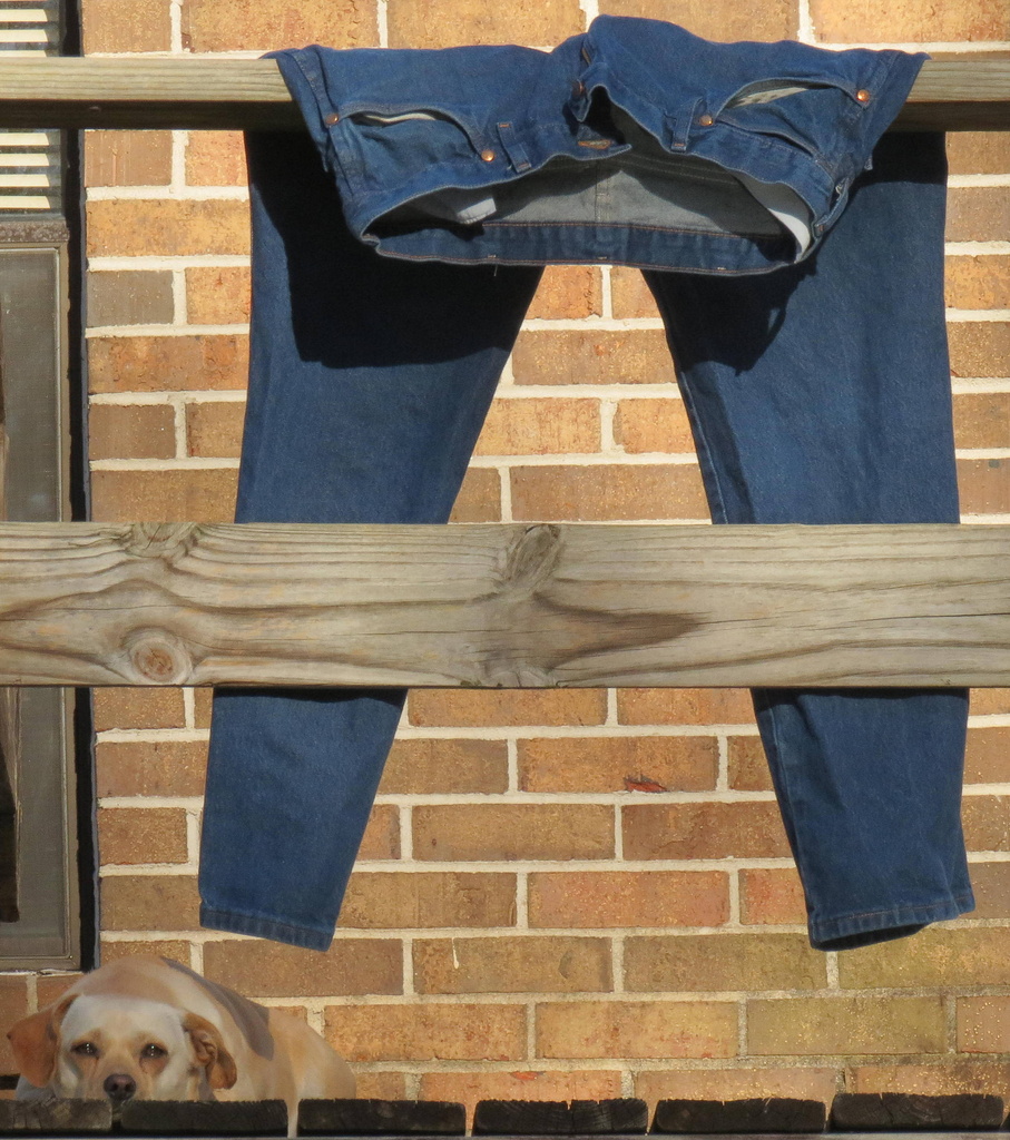 Dog and Jeans by grammyn