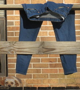 16th Mar 2013 - Dog and Jeans