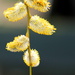 Pussy Willow Pollen by jankoos