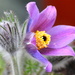 Pasque flower by jankoos