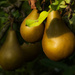 yeah its a pear year by kali66