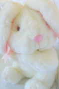 16th Mar 2013 - Bunny