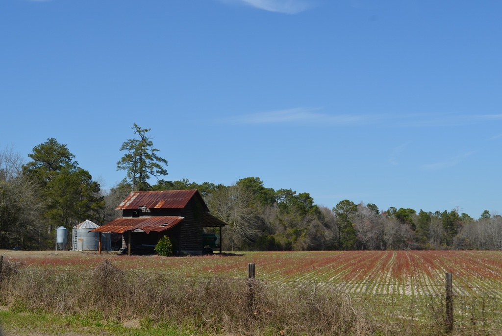 Countryl scene, Dorchester County, SC by congaree
