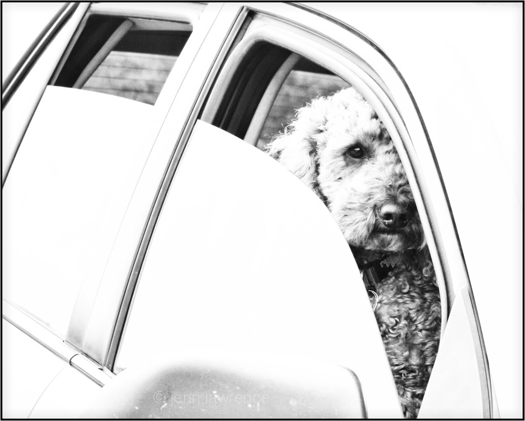 Doggie in a Window by aikiuser