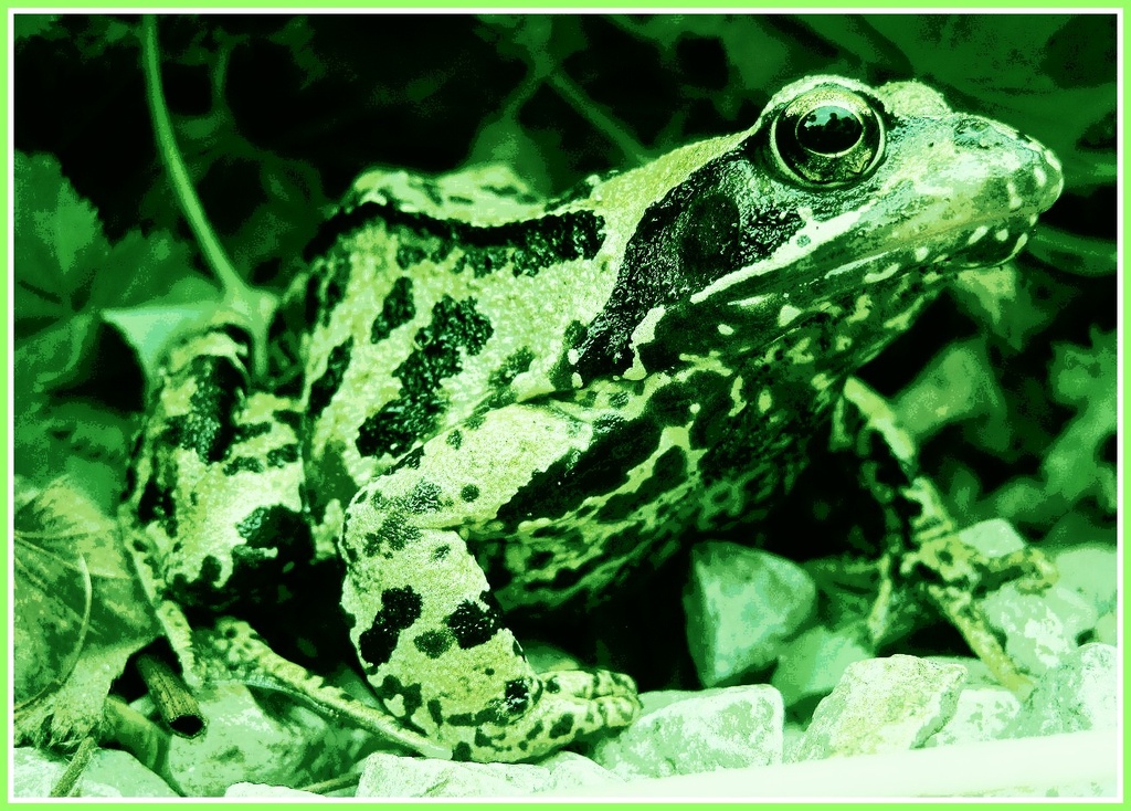 I've turned my little frog green.... by quietpurplehaze