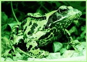 17th Mar 2013 - I've turned my little frog green....