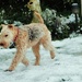 This white stuff underfoot again !! --- by beryl