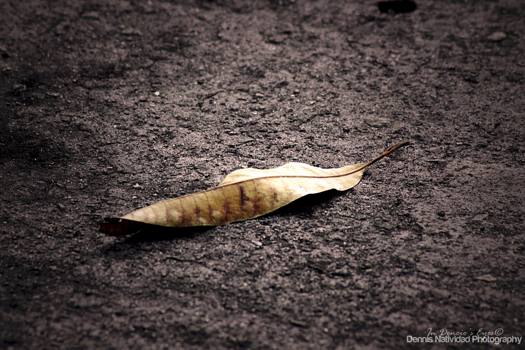 Fall of A Leaf by iamdencio