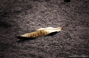 17th Mar 2013 - Fall of A Leaf