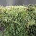 Moss on tree by padlock