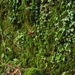 Mossy wall _ 17-3 by barrowlane