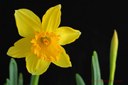 17th Mar 2013 - Daffodil