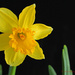 Daffodil by leonbuys83