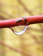 15th Mar 2013 - Another Raindrop