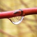 Another Raindrop by oldjosh