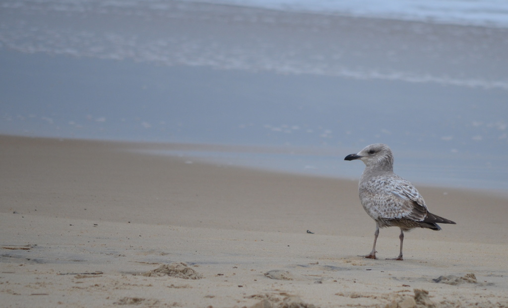 Lonely gull by kdrinkie