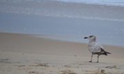 17th Mar 2013 - Lonely gull