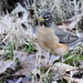 Female American Robin coming to roost! by darylo