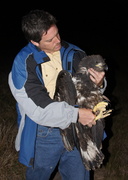 16th Mar 2013 - Volunteer with rescued eagle.