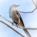 Mockingbird by lynne5477
