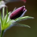 Pasque Flower opening up... by jankoos