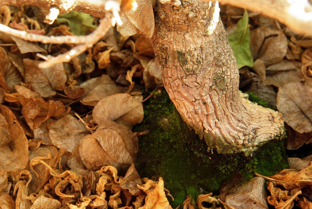(Day 19) - Bark and Moss by cjphoto